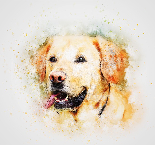 labrador
