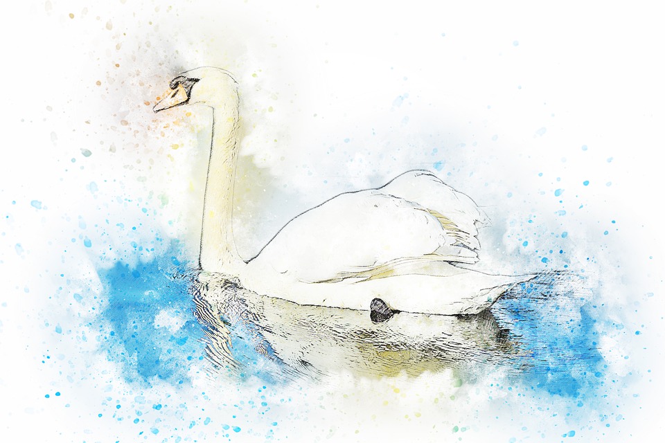 swan-2409696_960_720