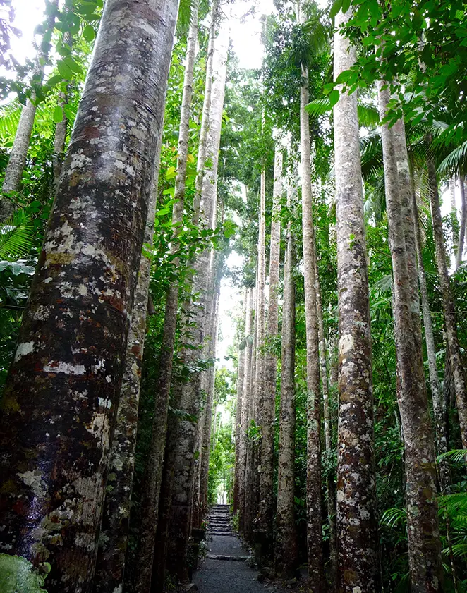 Allée majestueuse bordée de très grands arbres dans une forêt tropicale, avec un chemin de pierres au centre.