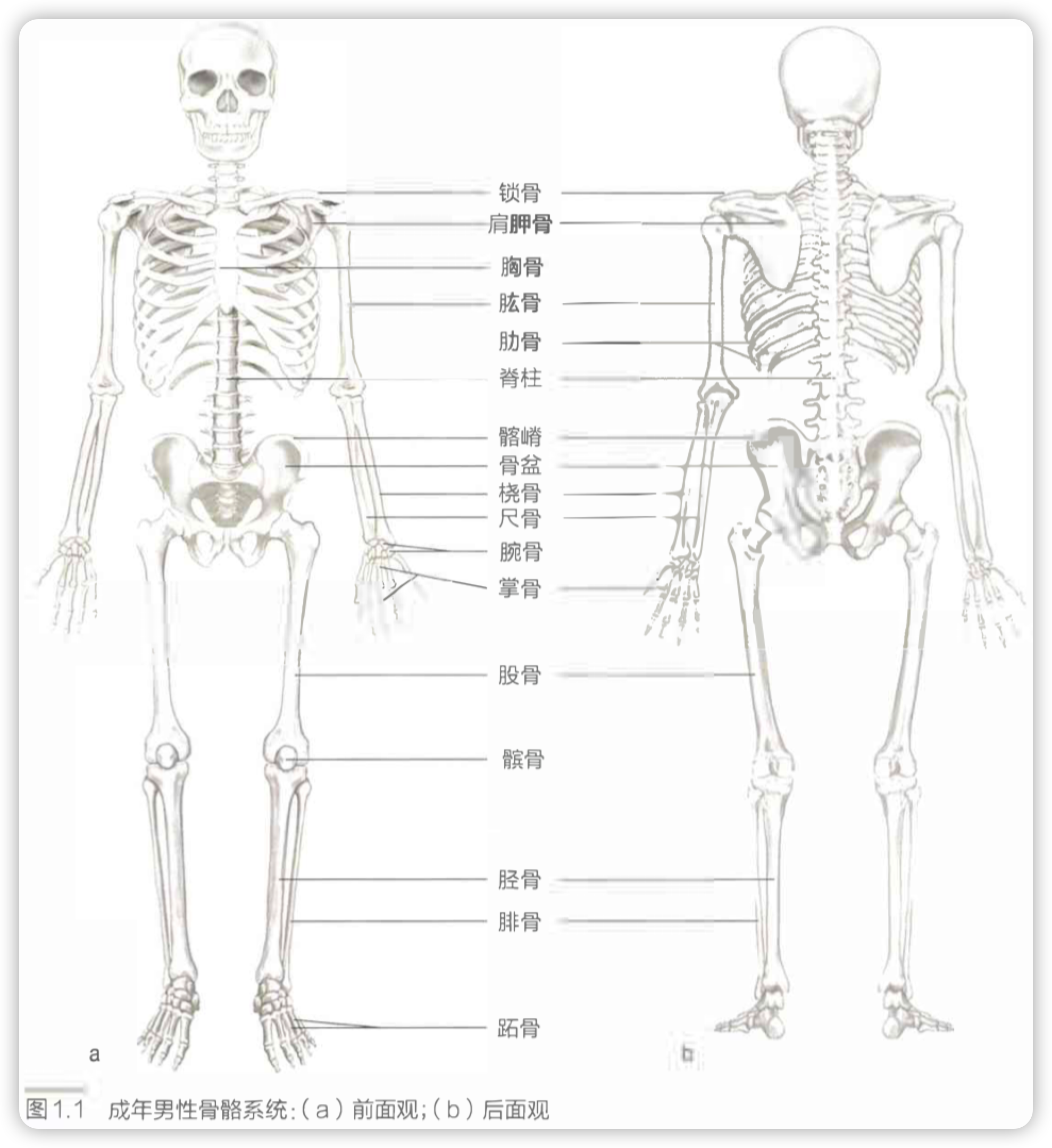 成年男性骨骼系统.png