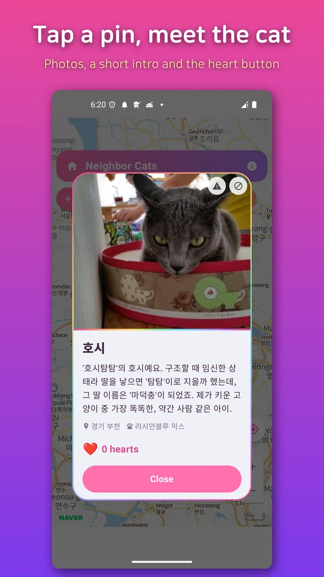 A cat's profile card with photos, a short intro and the heart button