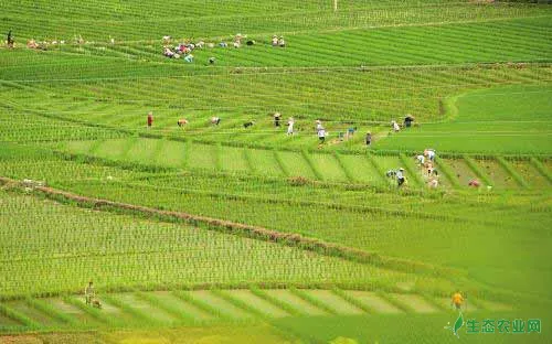 水稻种植经验——巧施杂交水稻保花肥