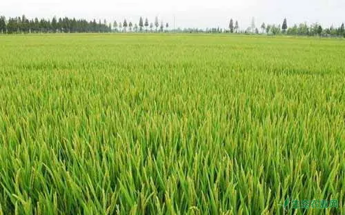 水稻种植经验——巧施杂交水稻保花肥