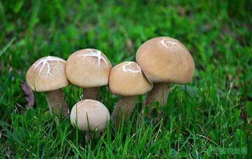 蘑菇种植技术|蘑菇覆土栽培