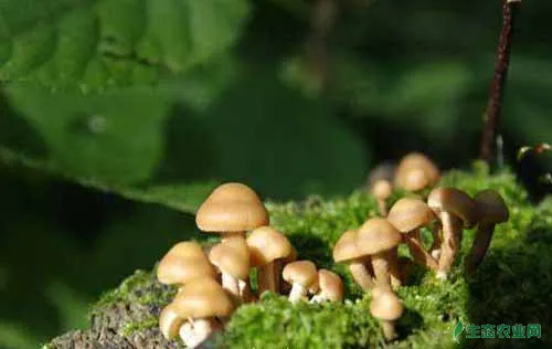 蘑菇种植技术|蘑菇覆土栽培