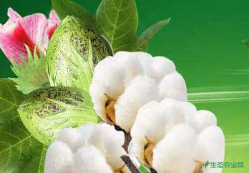 棉花种植经验：棉花蕾期的生长特点及管理
