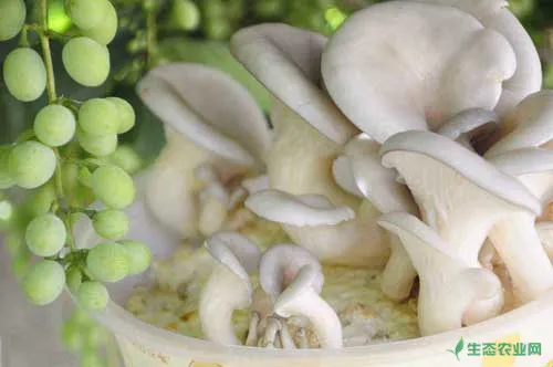 平菇种植培养料再用方法