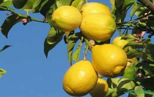 柠檬种植技术和柠檬花期管理