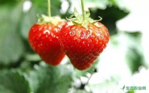 种草莓是什么意思|种草莓需要哪些技术和条件