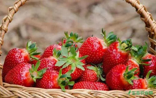 种草莓是什么意思|种草莓需要哪些技术和条件