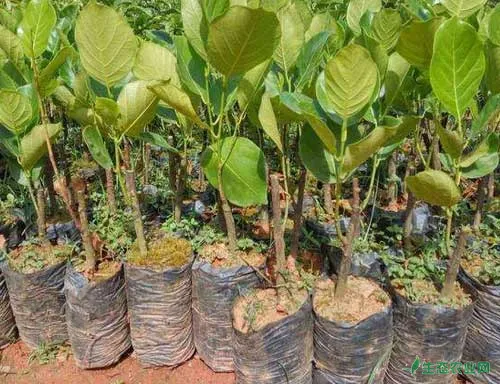 菠萝蜜种植栽培管理技术|菠萝蜜嫁接方法
