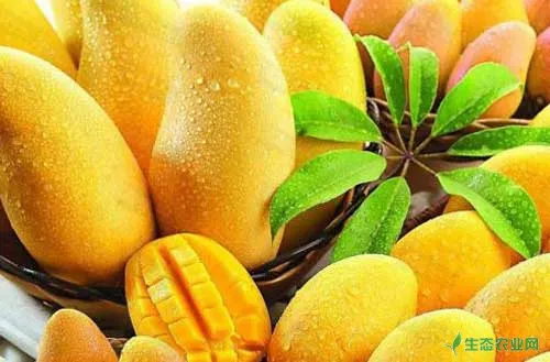 芒果种植嫁接技术及芒果种植施肥技巧