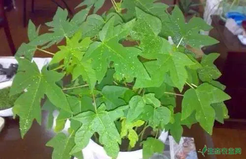 种植与防病：木瓜种植幼苗管理及病虫害防治