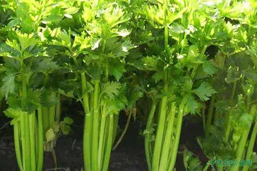 大棚芹菜种植技术和芹菜的留种技巧