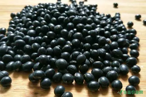 黑豆的功效与作用|黑豆种植技术|黑豆病虫害防治