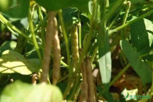 黑豆的功效与作用|黑豆种植技术|黑豆病虫害防治