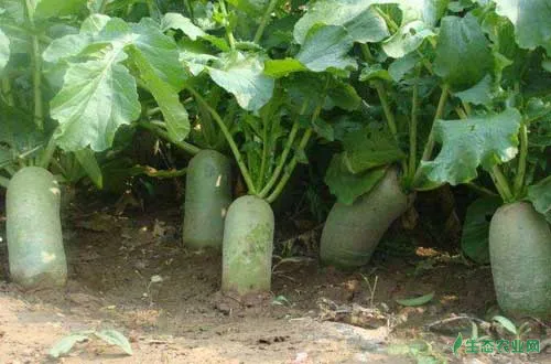 萝卜种植适宜条件及萝卜种植避免空心的方法