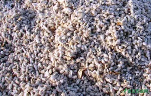 棉花种植技术过程中的棉花种子标准处理方法