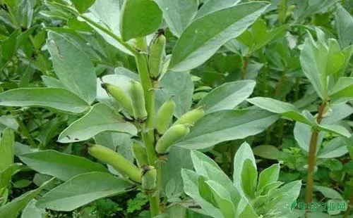 蚕豆种植技术及病虫害防治措施