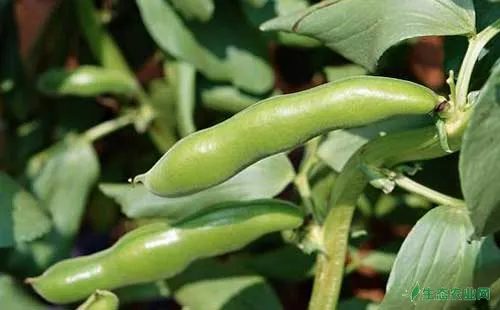 蚕豆种植技术及病虫害防治措施