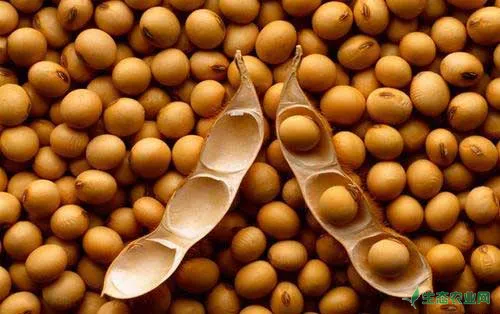 播种技巧：大豆种植技术与大豆增产方法