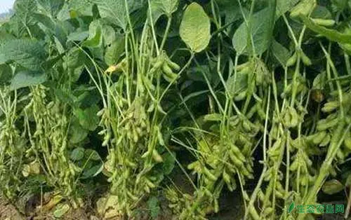 播种技巧：大豆种植技术与大豆增产方法