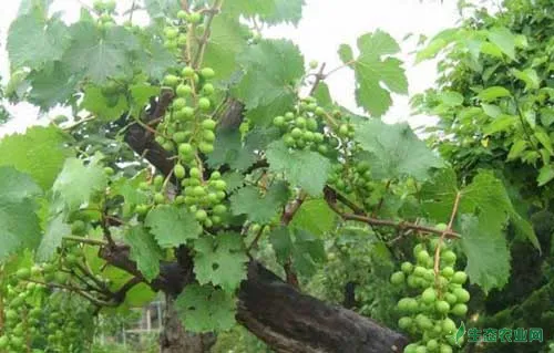葡萄种植栽培管理过程中的几个关键技术环节