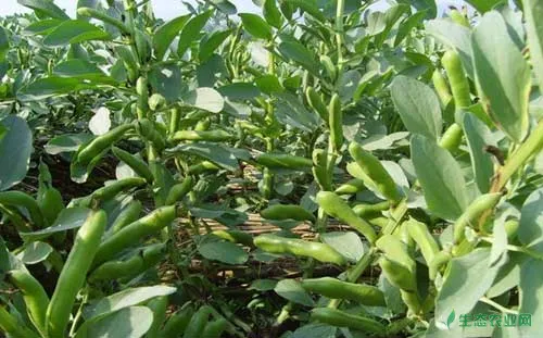 蚕豆种植技术及田间管理方法