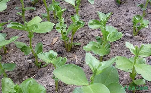 蚕豆种植技术及田间管理方法