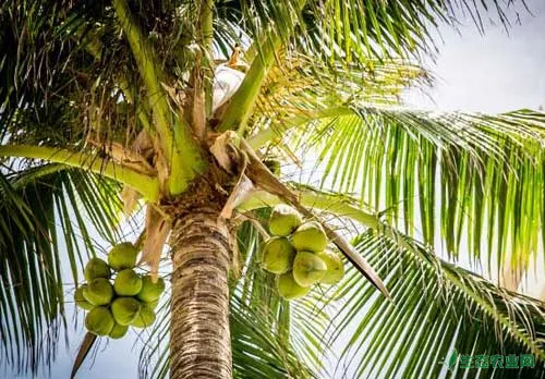 椰子树种植技术过程中的繁殖方法及病虫害防治
