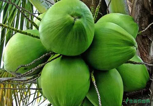 椰子树种植技术过程中的繁殖方法及病虫害防治