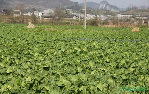 早春露地白菜种植技术及田间管理和采收