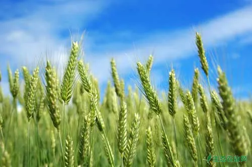 小麦种植技巧：小麦科学拌种与小麦叶面喷肥要点