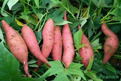红薯种植技术及田间管理与采收