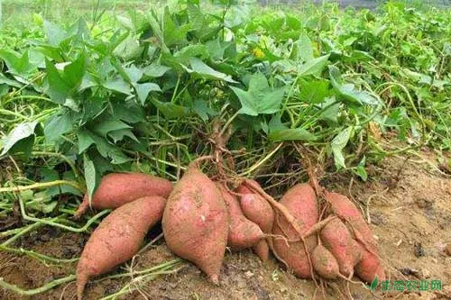 红薯种植技术及田间管理与采收