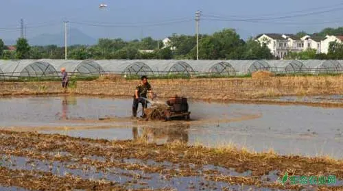 水稻种植：药物处理大苗无土抛秧栽培技术