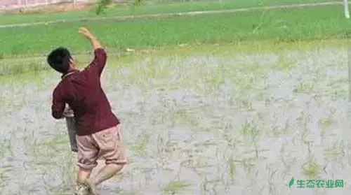 水稻种植：药物处理大苗无土抛秧栽培技术