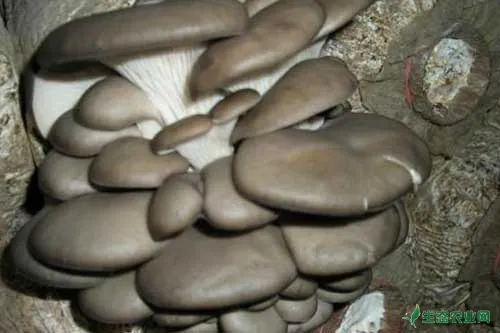 平菇采用袋装方法种植技术与栽培管理
