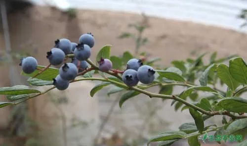 蓝莓种植技术及栽培方法
