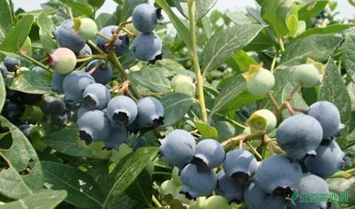 蓝莓种植技术及栽培方法