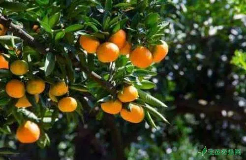 柑橘种植的春季管理及增收措施