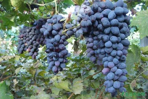 紫玉葡萄种植栽培及管理技术要点