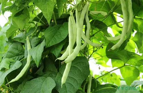 南北四季豆种植栽培管理技术
