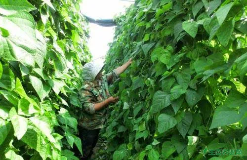 棚室豆角种植栽培技术及病虫害防治