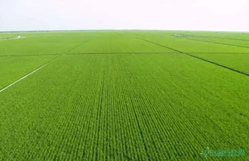 冬小麦种植经验交流：冬小麦春季追肥需要注意哪些问题