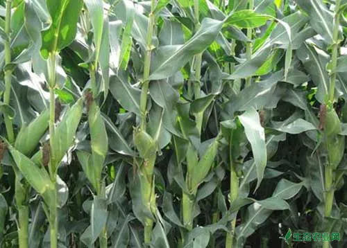 玉米种植增产新技术_玉米种植化学调控方法
