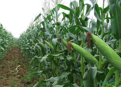 玉米种植增产新技术_玉米种植化学调控方法