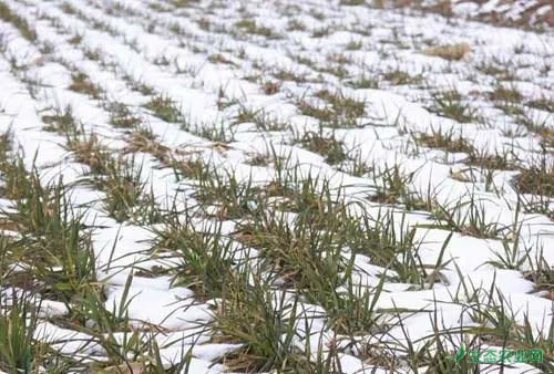 冬小麦高产栽培的品种选择及田间管理技术