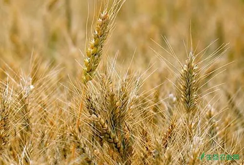 冬小麦高产栽培的品种选择及田间管理技术