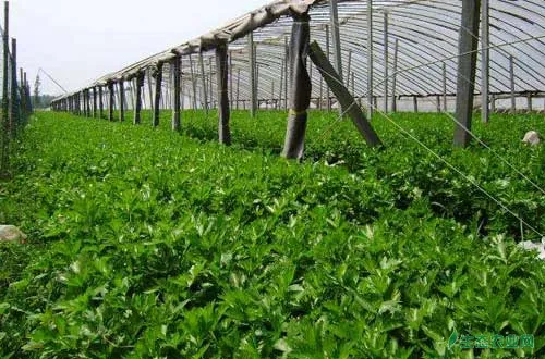 芹菜高产种植栽培经验及防治病虫害方法